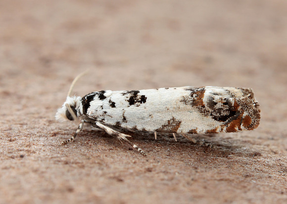 49.269 BF1197 Eucosma campoliliana