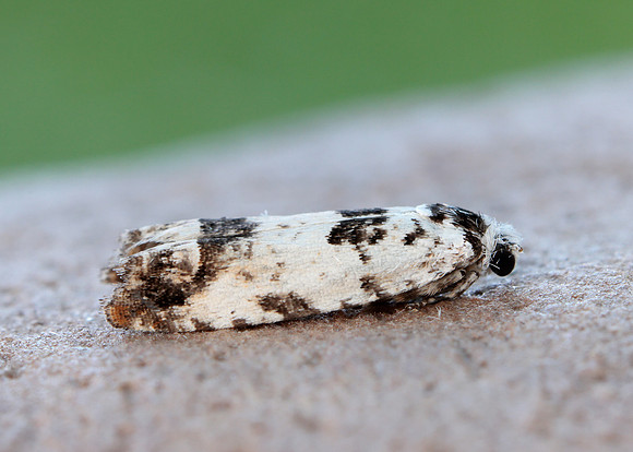 49.269 BF1197 Eucosma campoliliana