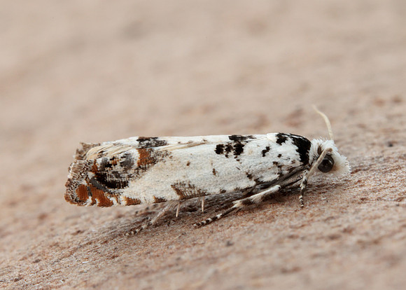 49.269 BF1197 Eucosma campoliliana
