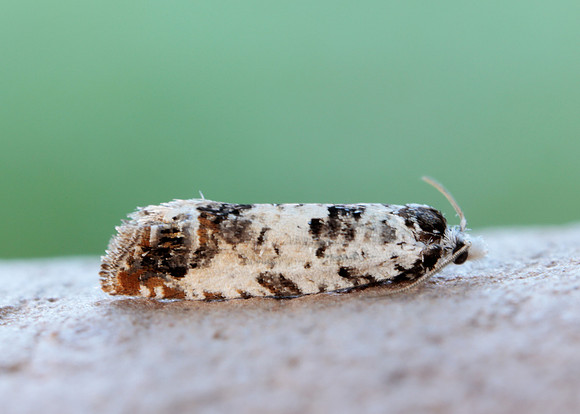 49.269 BF1197 Eucosma campoliliana