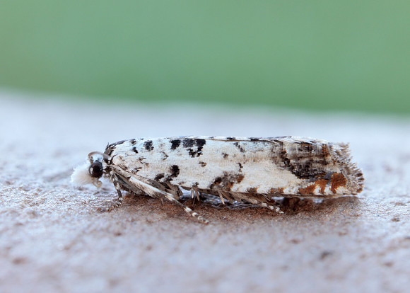 49.269 BF1197 Eucosma campoliliana