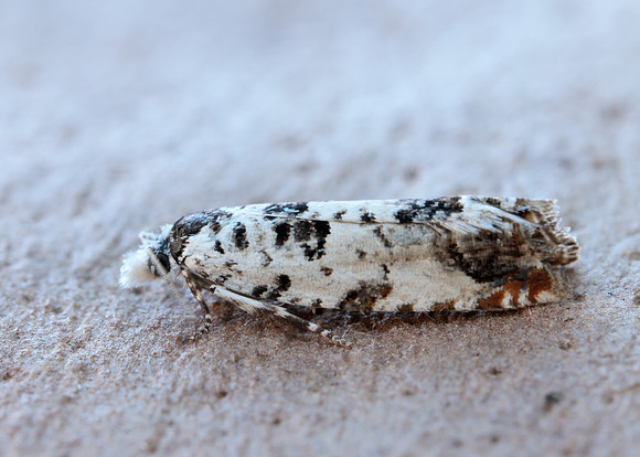 49.269 BF1197 Eucosma campoliliana