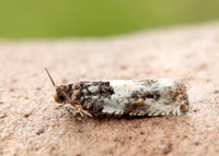 49.279 BF1169 Gypsonoma dealbana