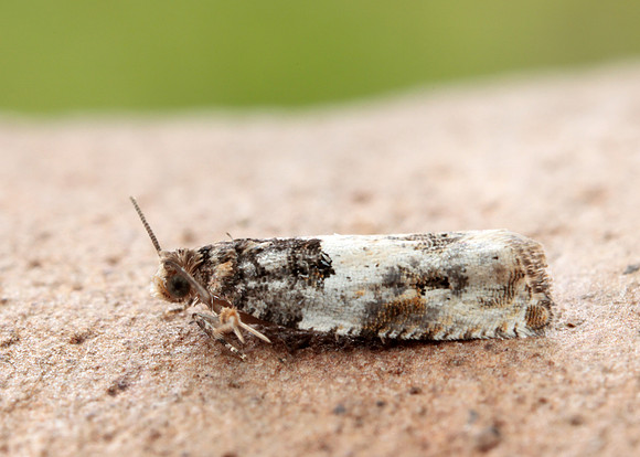 49.279 BF1169 Gypsonoma dealbana