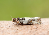 49.279 BF1169 Gypsonoma dealbana