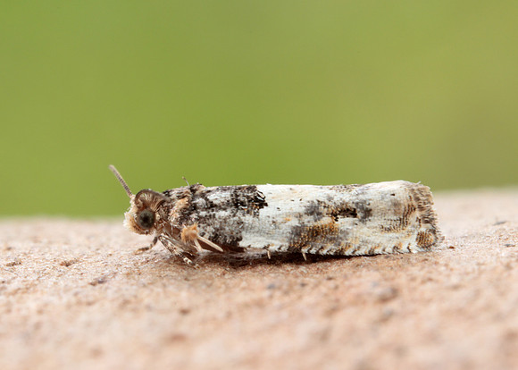 49.279 BF1169 Gypsonoma dealbana