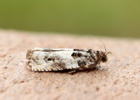 49.279 BF1169 Gypsonoma dealbana