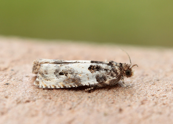 49.279 BF1169 Gypsonoma dealbana