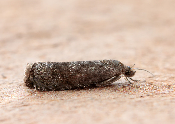49.357 BF1247 Plum Fruit Moth Grapholita funebrana