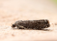 49.357 BF1247 Plum Fruit Moth Grapholita funebrana