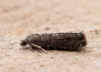 49.357 BF1247 Plum Fruit Moth Grapholita funebrana