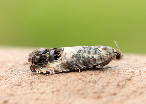 49.367 BF1236 Pammene fasciana