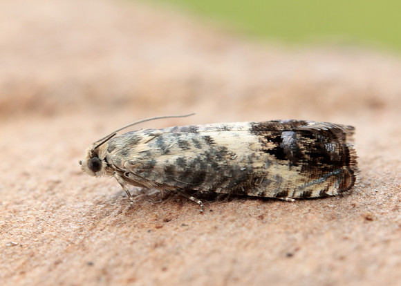 49.367 BF1236 Pammene fasciana