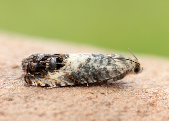 49.367 BF1236 Pammene fasciana