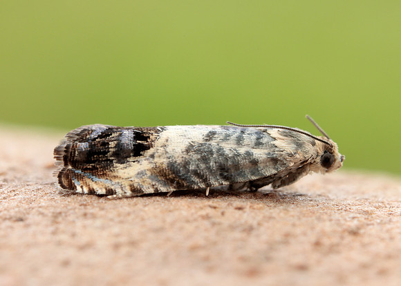 49.367 BF1236 Pammene fasciana