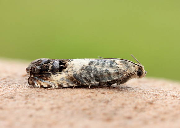 49.367 BF1236 Pammene fasciana