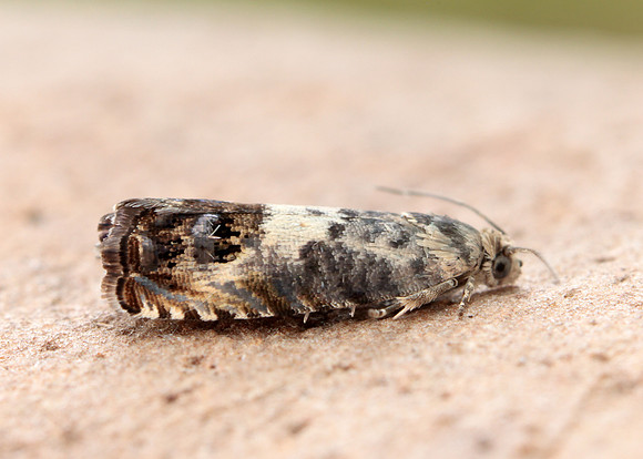 49.367 BF1236 Pammene fasciana