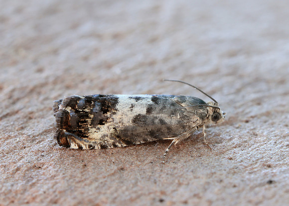 49.367 BF1236 Pammene fasciana