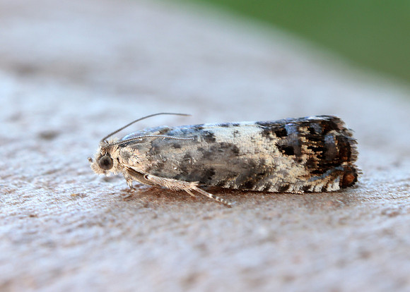 49.367 BF1236 Pammene fasciana