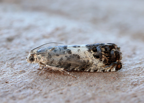 49.367 BF1236 Pammene fasciana