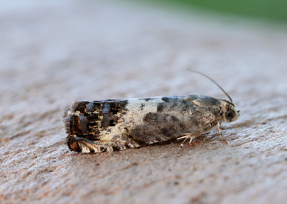 49.367 BF1236 Pammene fasciana