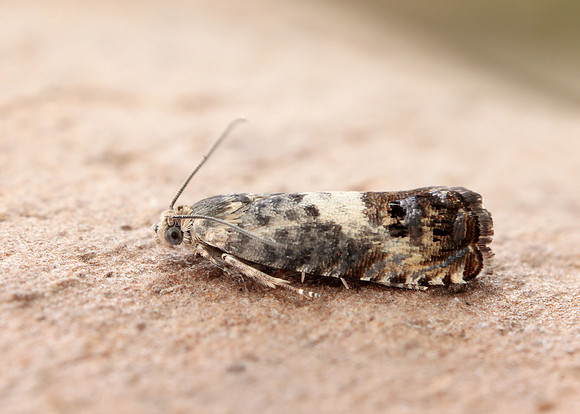 49.367 BF1236 Pammene fasciana