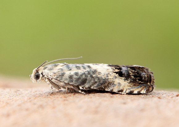 49.367 BF1236 Pammene fasciana