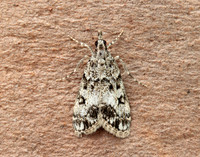 63.067 BF1338 Eudonia lacustrata
