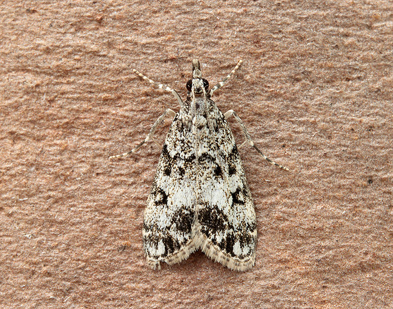 63.067 BF1338 Eudonia lacustrata