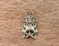 63.067 BF1338 Eudonia lacustrata