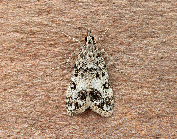63.067 BF1338 Eudonia lacustrata
