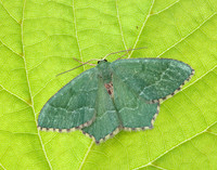 70.305 BF1669 Common Emerald Hemithea aestivaria