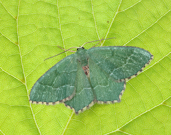 70.305 BF1669 Common Emerald Hemithea aestivaria