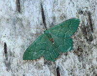 70.305 BF1669 Common Emerald Hemithea aestivaria