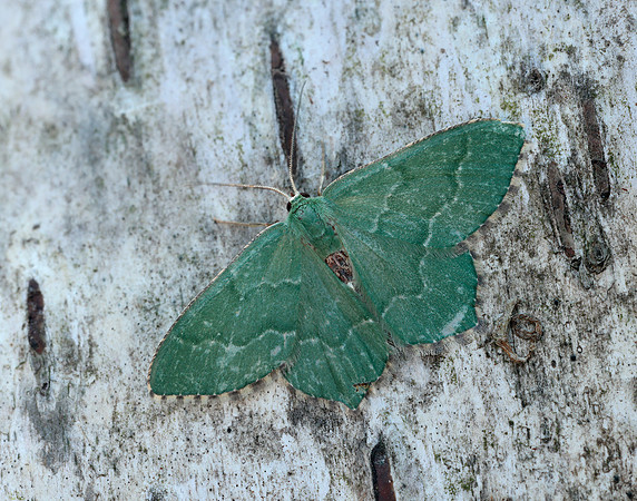 70.305 BF1669 Common Emerald Hemithea aestivaria