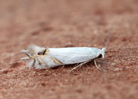 21.005 BF256 Leucoptera spartifoliella