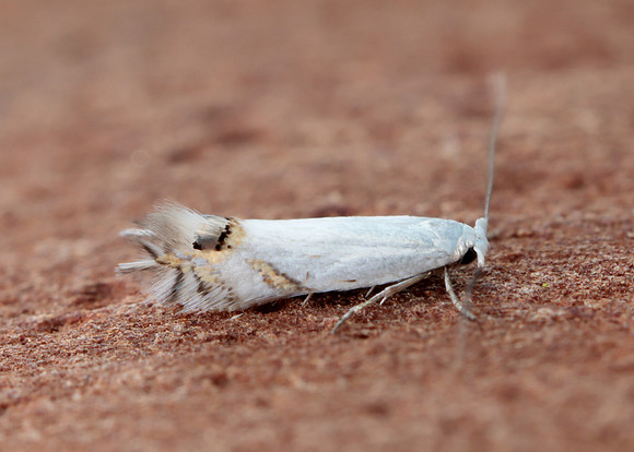 21.005 BF256 Leucoptera spartifoliella