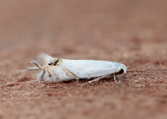 21.005 BF256 Leucoptera spartifoliella