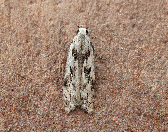 35.151 BF770 Carpatolechia proximella