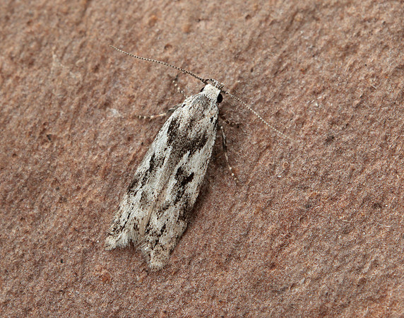 35.151 BF770 Carpatolechia proximella