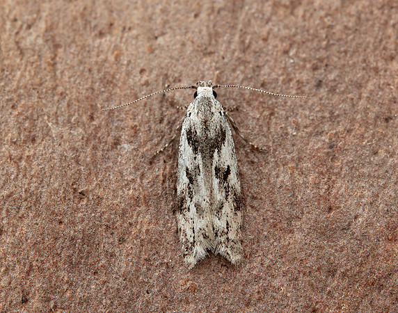 35.151 BF770 Carpatolechia proximella