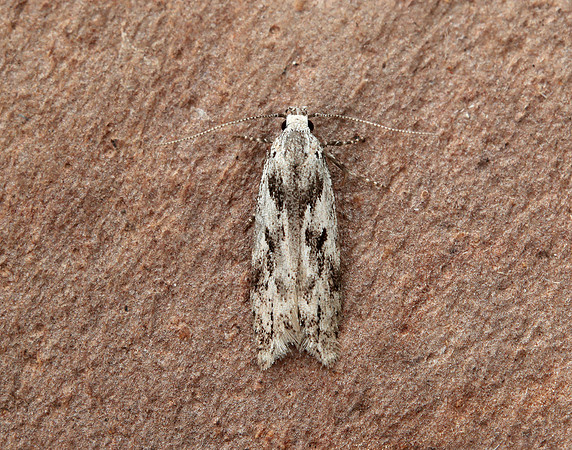 35.151 BF770 Carpatolechia proximella