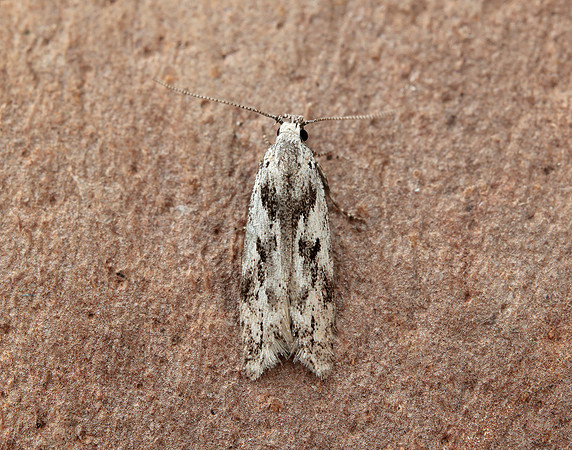 35.151 BF770 Carpatolechia proximella