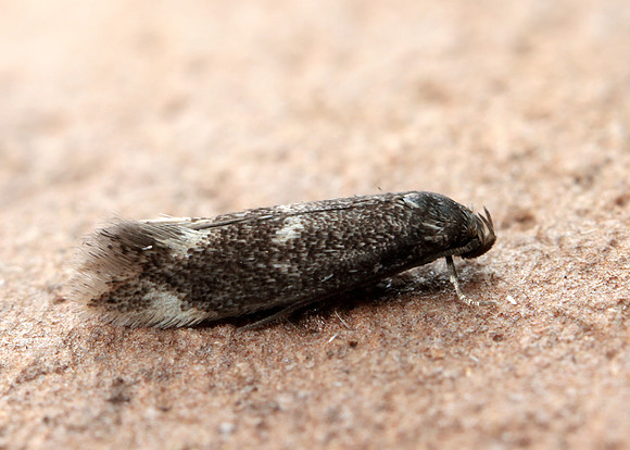 38.025 BF597 Elachista atricomella