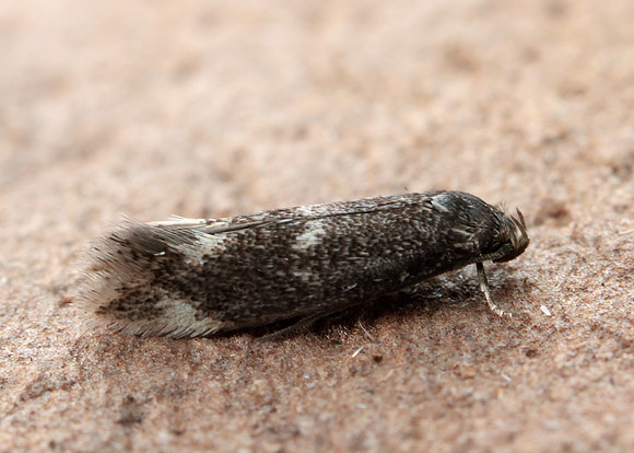 38.025 BF597 Elachista atricomella