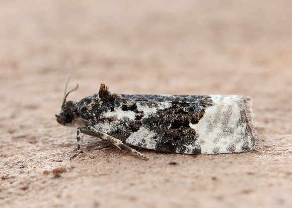 38.025 BF597 Elachista atricomella