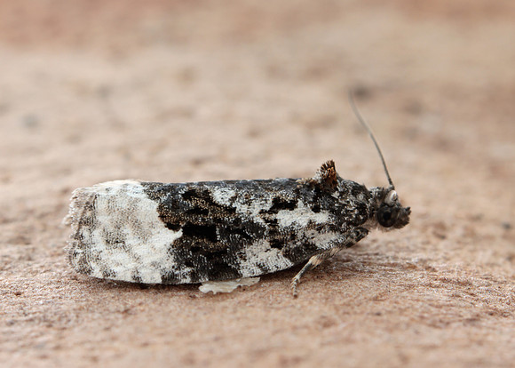 38.025 BF597 Elachista atricomella