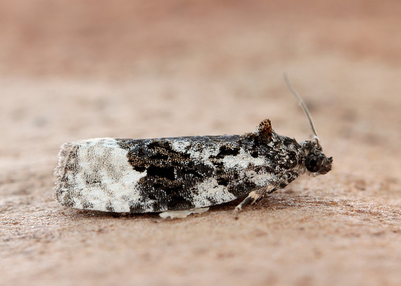 38.025 BF597 Elachista atricomella