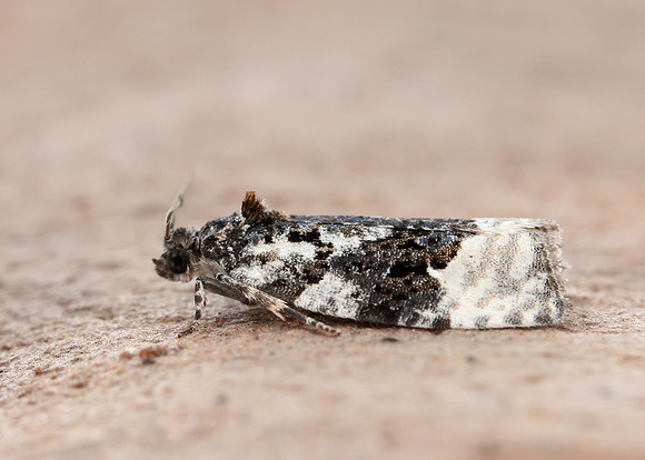 38.025 BF597 Elachista atricomella