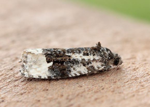 38.025 BF597 Elachista atricomella
